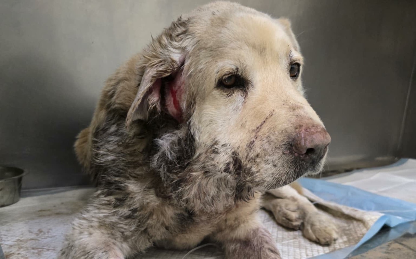 
        Chory pies leży na stole w klinice weterynaryjnej.
    