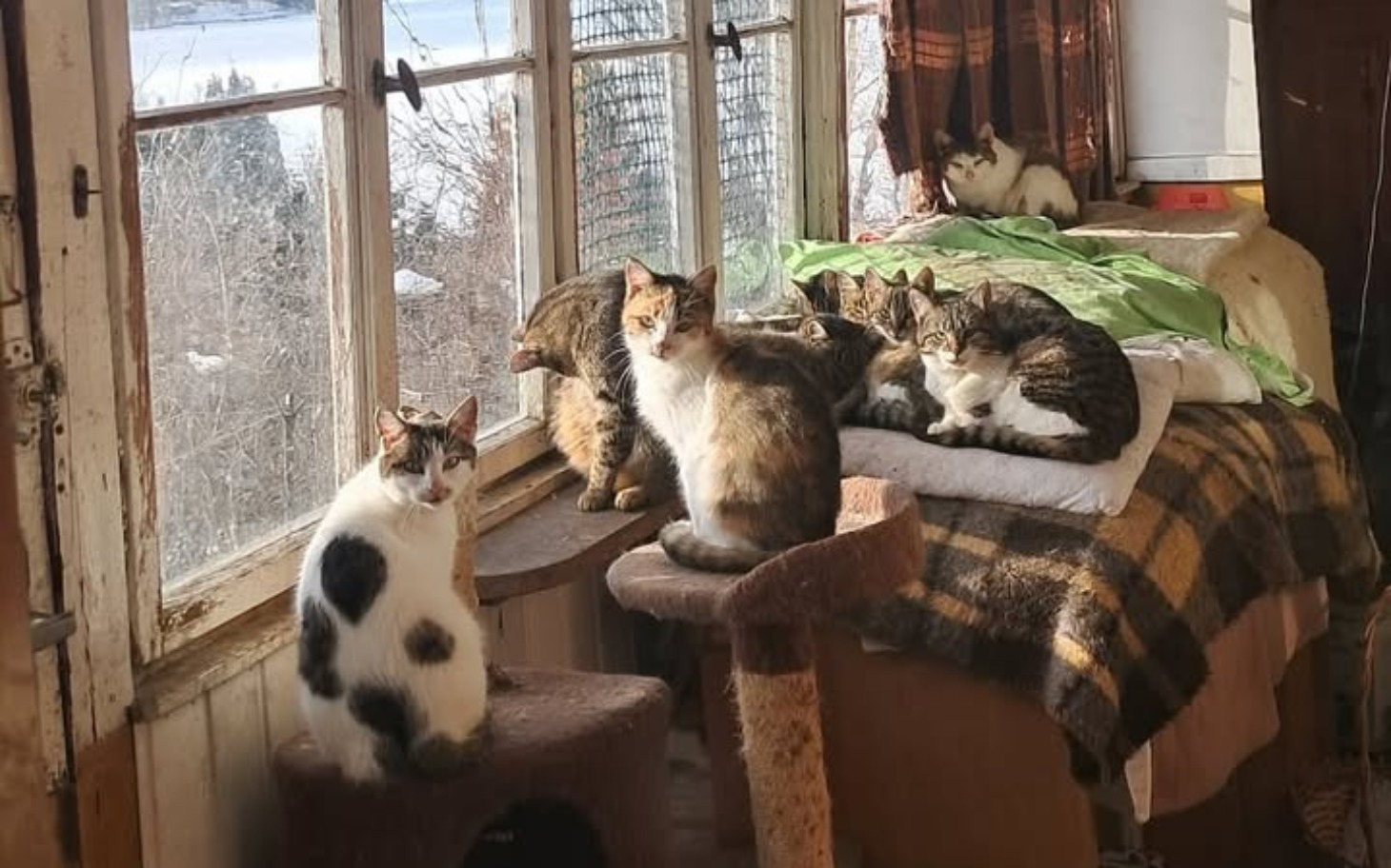 
        Grupa kotów odpoczywa na parapecie, ciesząc się słońcem.
    