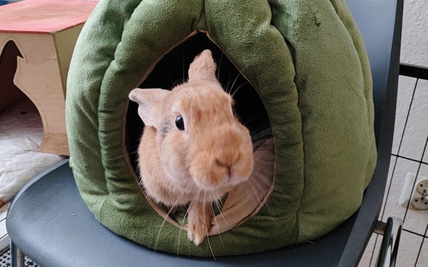 
        Królik wychodzi z zielonej budki, ciekawie rozglądając się dookoła.
    