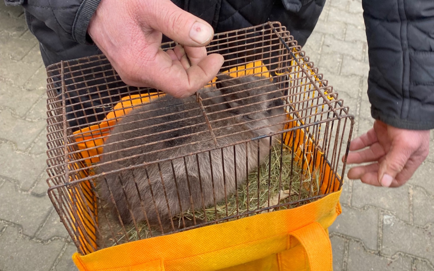 
        Królik w klatce, trzymany przez osobę w rękawiczkach.
    