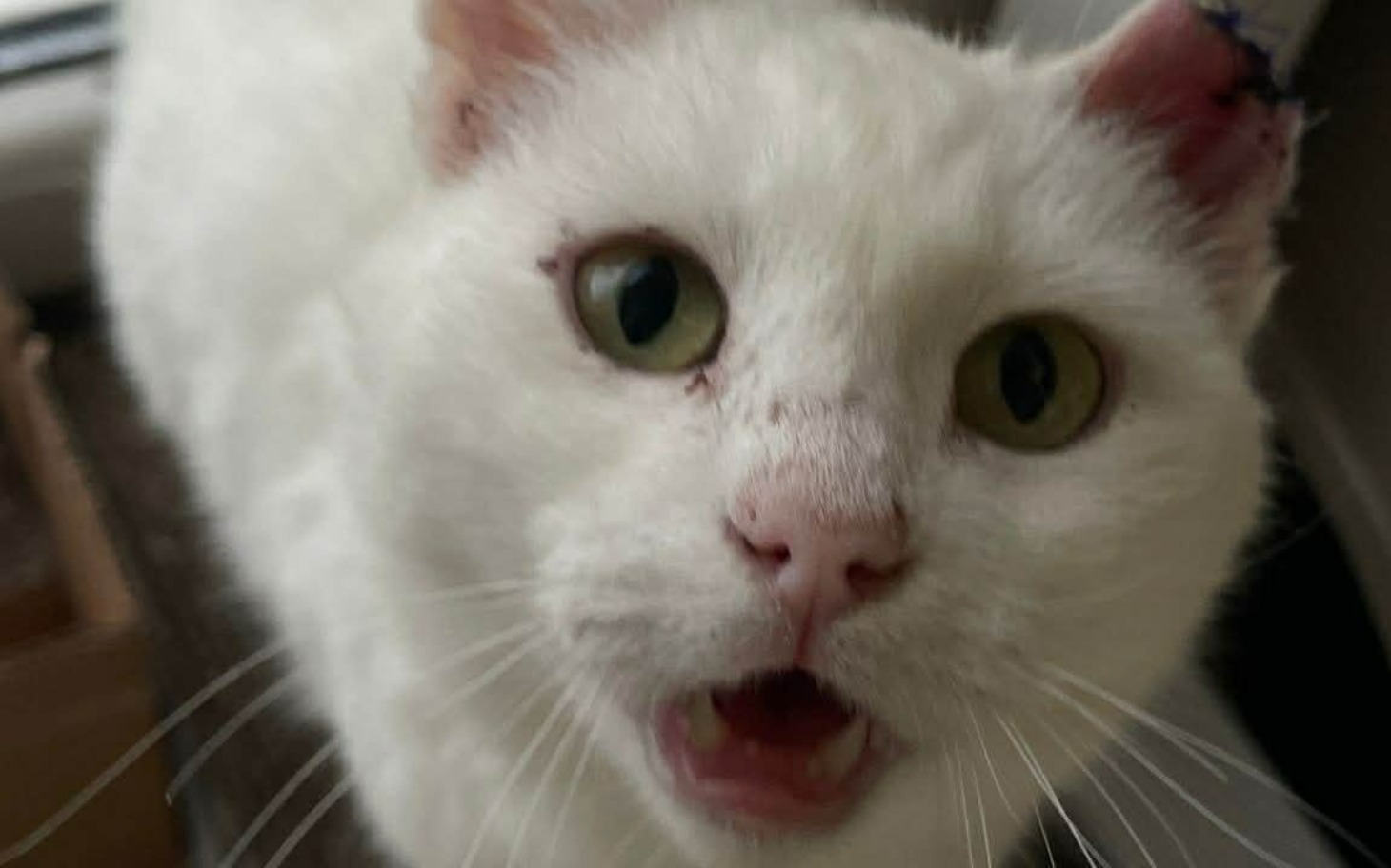 
        Biały kot z zielonymi oczami, wydaje się być zaskoczony.
    