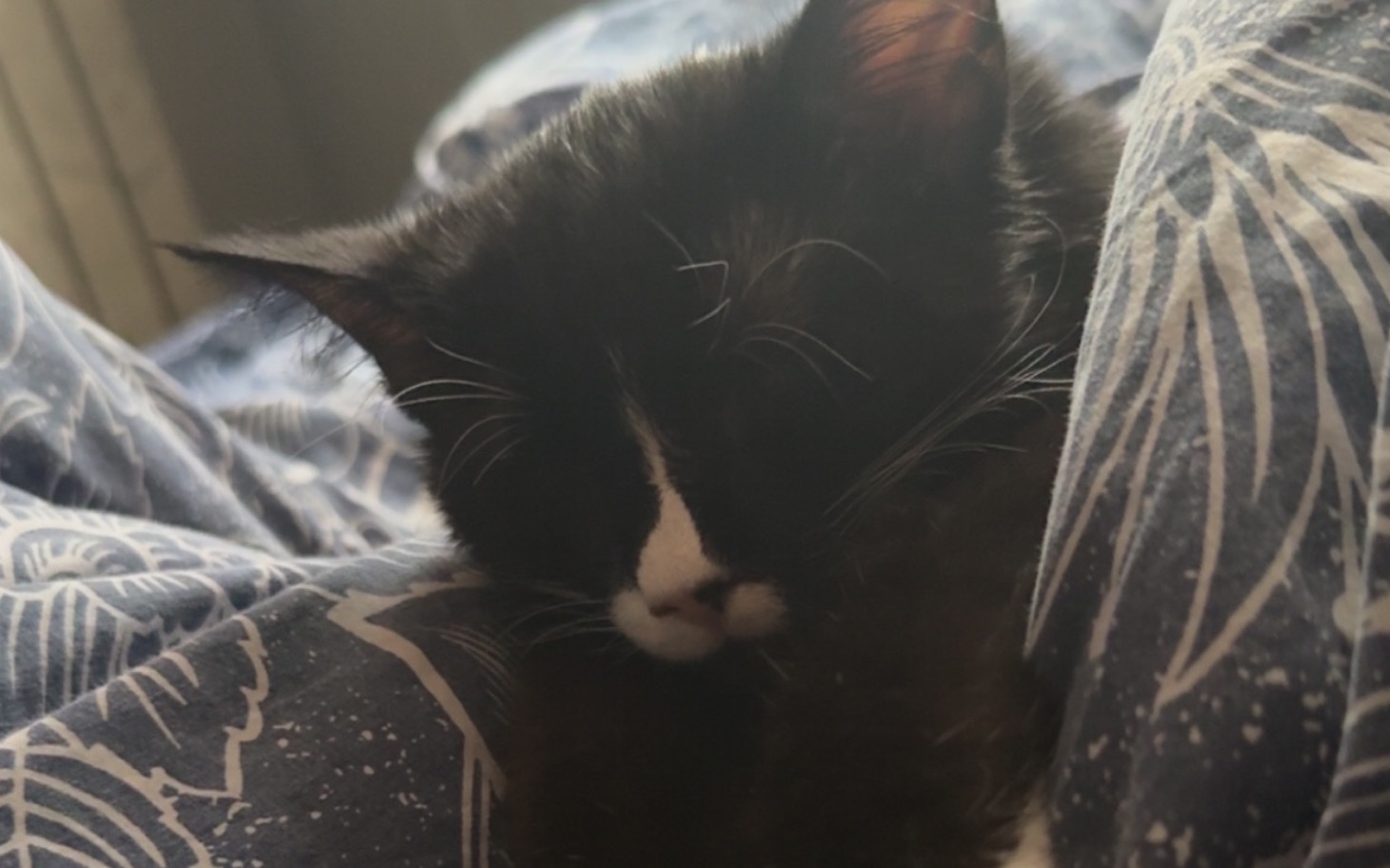 
        Śpiący kot na kocu, z zamkniętymi oczami.
    