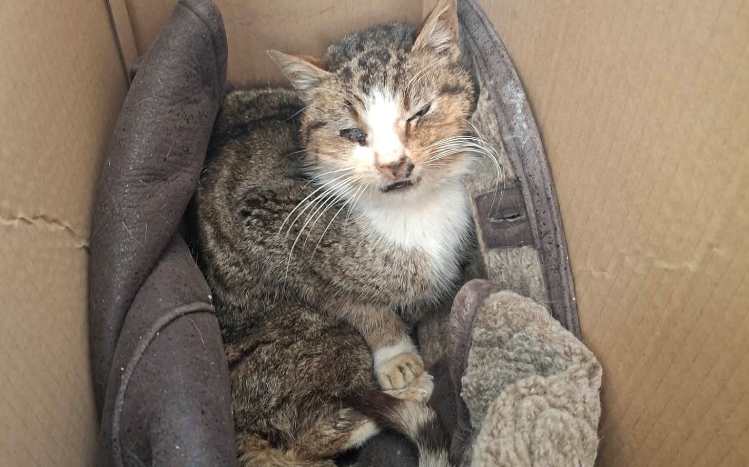 
        Kot leżący w kartonie, z wyrazem zmęczenia na twarzy.
    