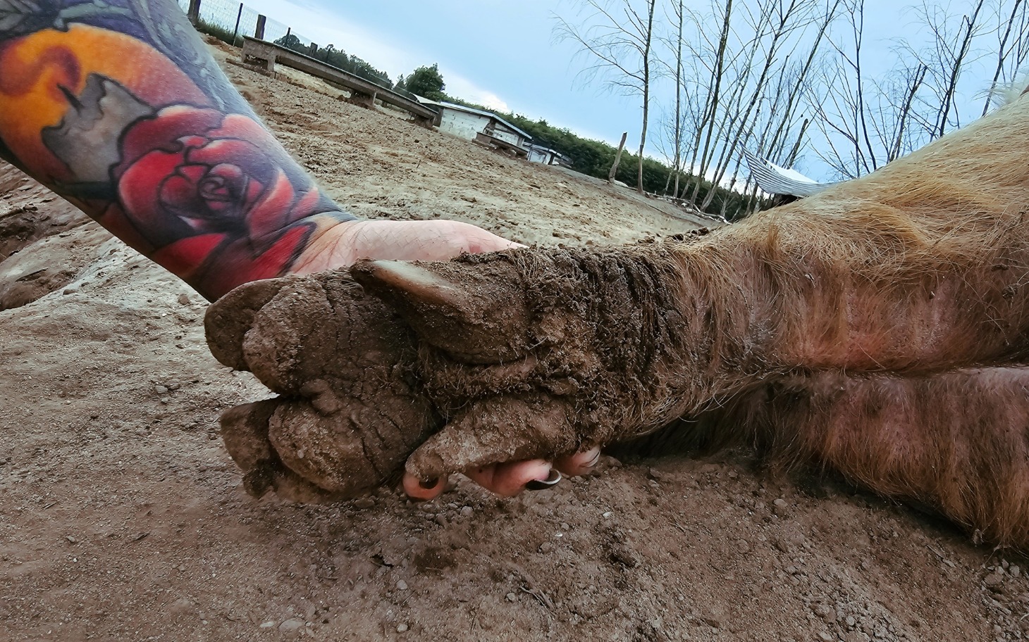 
        Ręka trzymająca kopyto zwierzęcia w błocie.
    