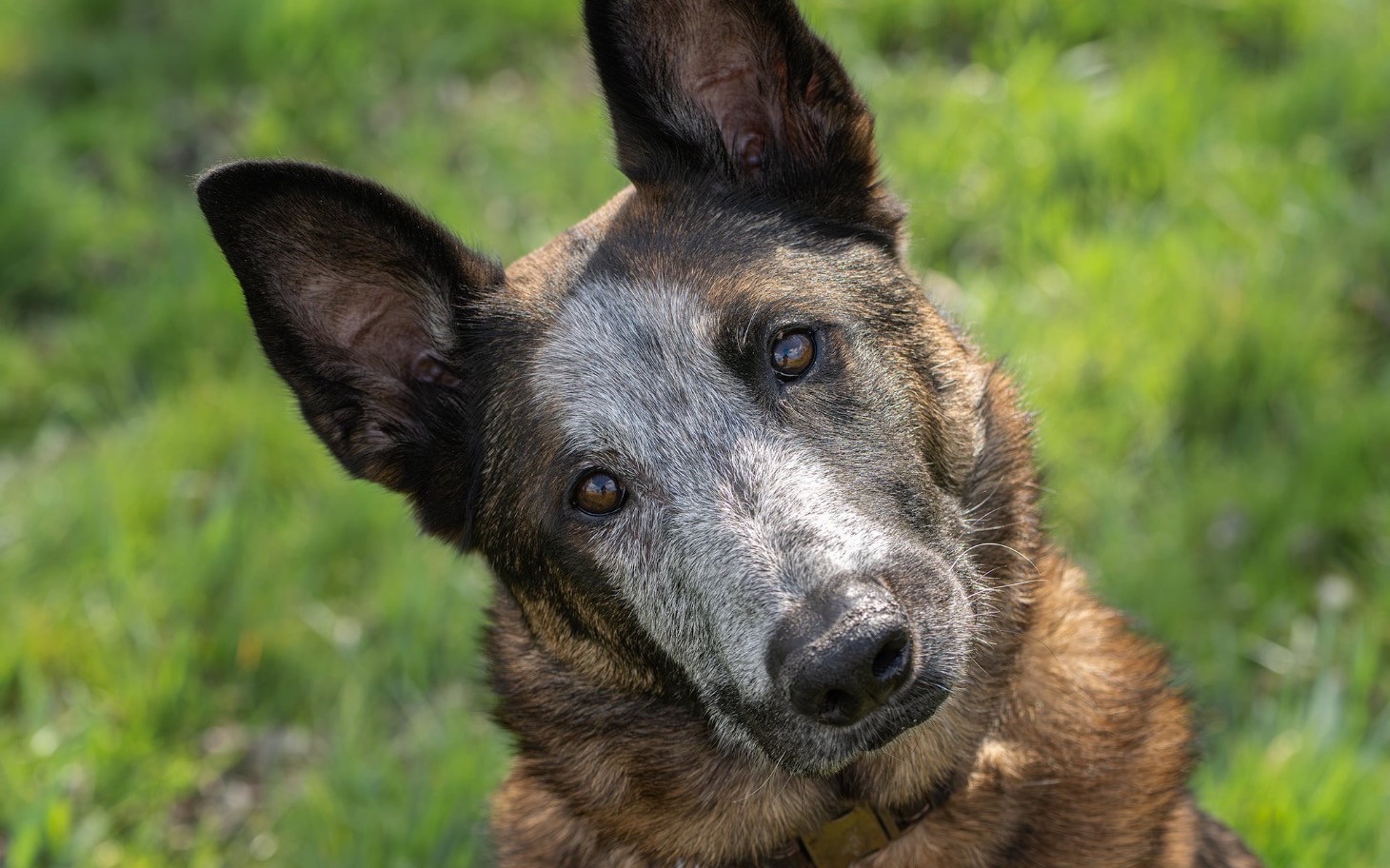
        Pies z szarym futrem, patrzący z ciekawością.
    