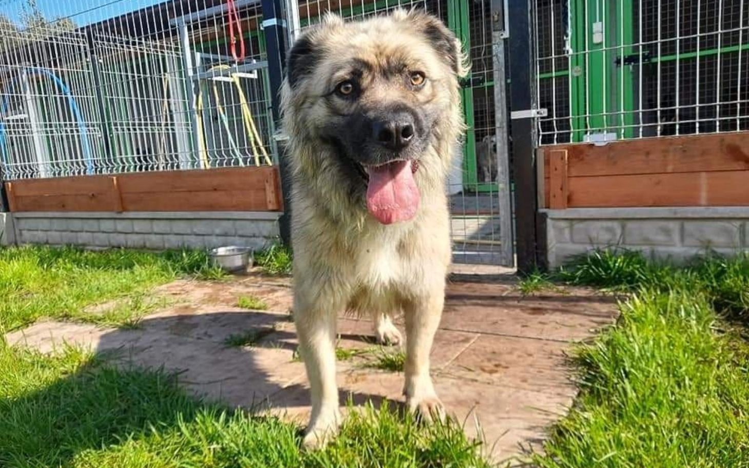 
        Pies w schronisku, szczęśliwy i gotowy do adopcji.
    