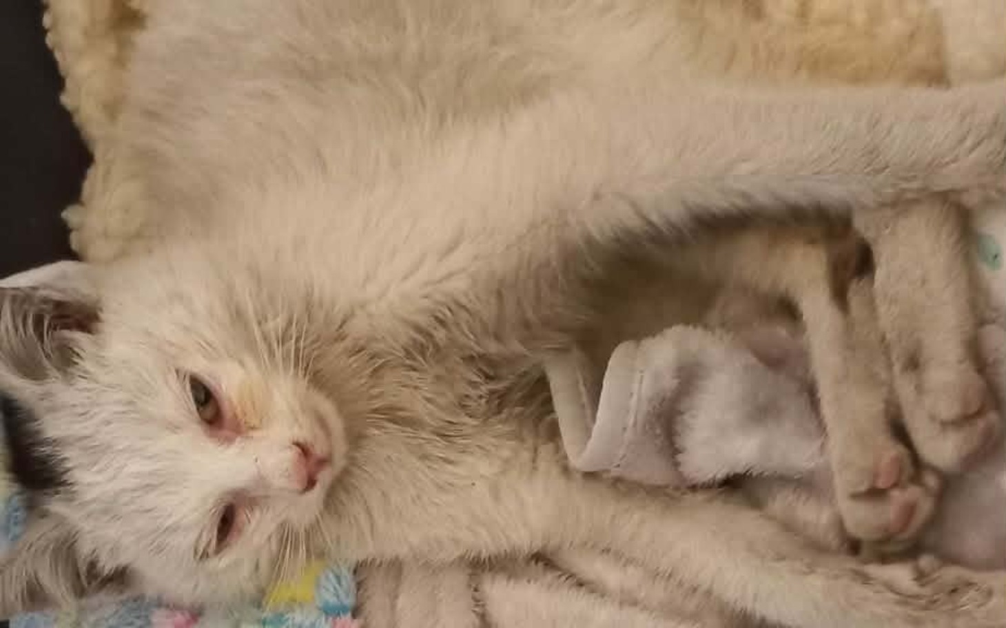 
        Kot leży na kocyku, z zamkniętymi oczami.
    