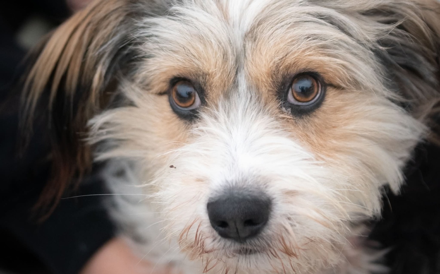 
        Pies z wyrazistymi oczami, patrzący w obiektyw.
    