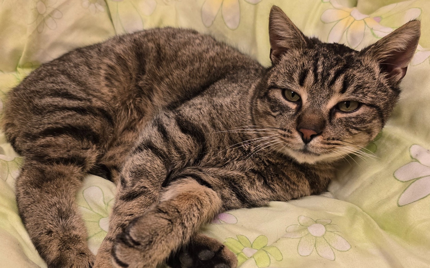 
        Kot leżący na poduszce, wygląda na zrelaksowanego.
    