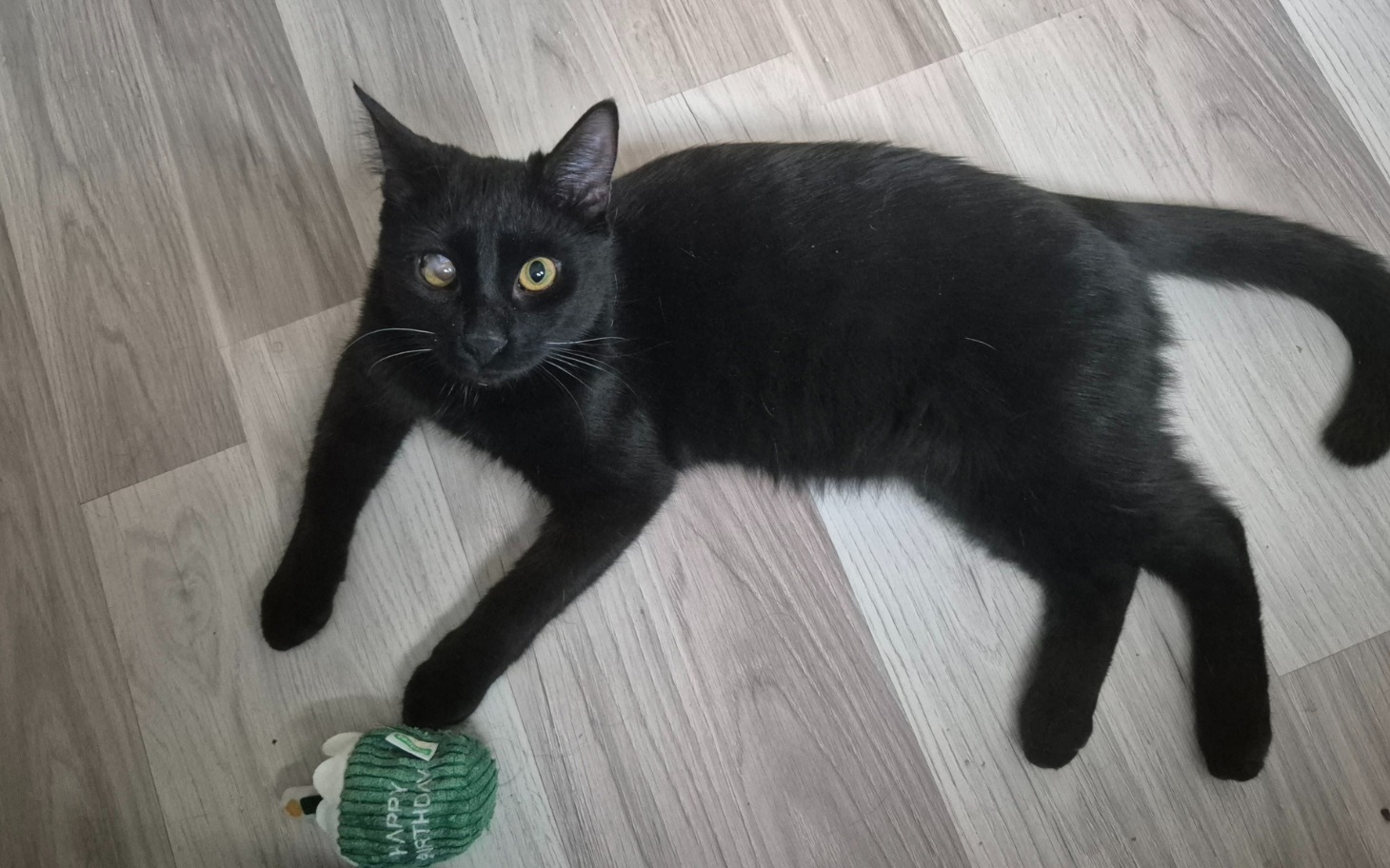 
        Czarny kot leżący na podłodze, bawiący się zabawką.
    