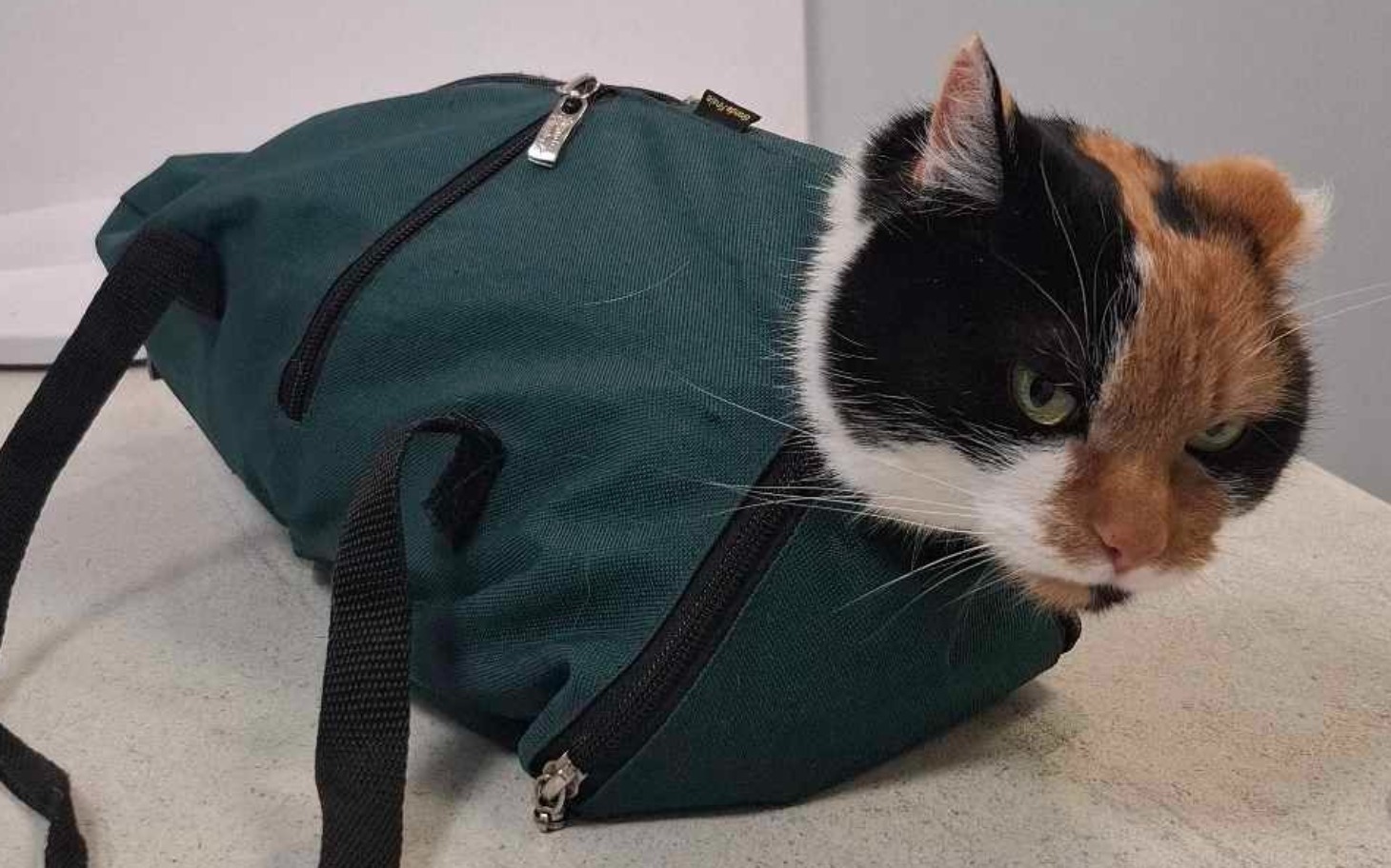 
        Kot w torbie, z widoczną głową i ciekawym wyrazem.
    