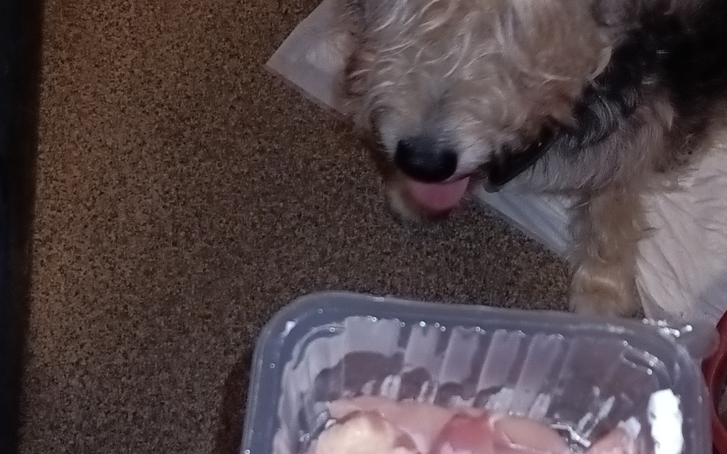 
        Pies patrzący na jedzenie, z językiem na wierzchu.
    