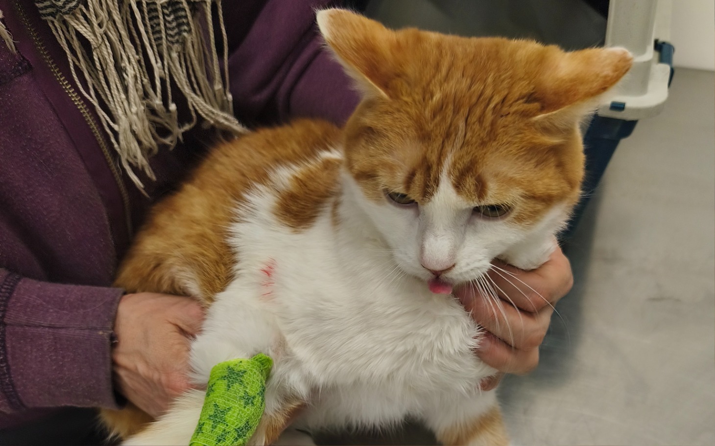 
        Rudy kot w trakcie wizyty u weterynarza.
    