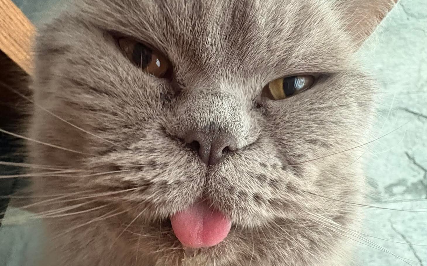 
        Kot z wystawionym językiem, patrzący w obiektyw.
    