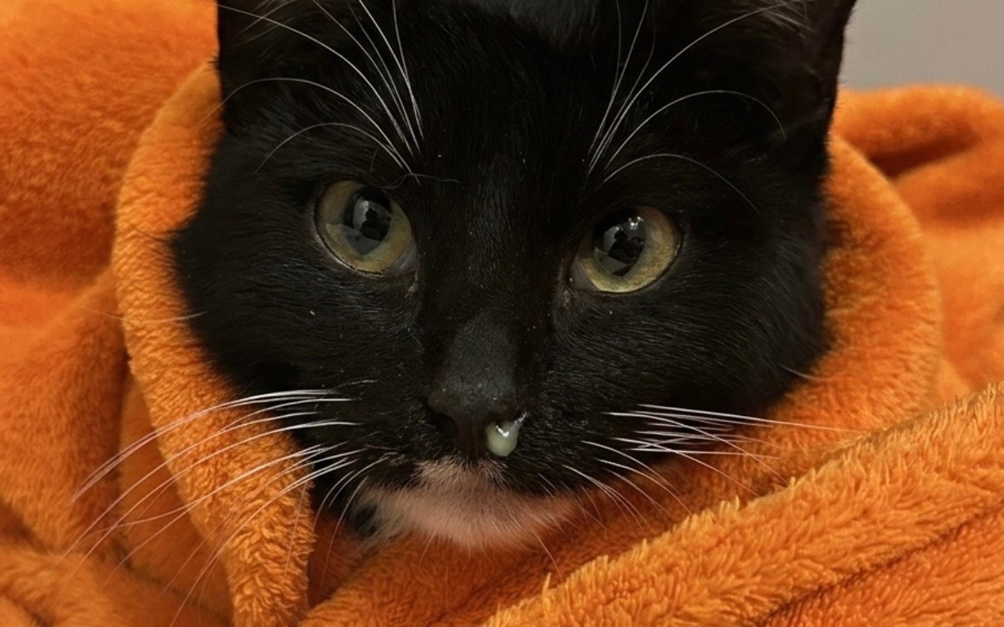 
        Czarny kot owinięty w pomarańczowy koc, z ciekawskim spojrzeniem.
    