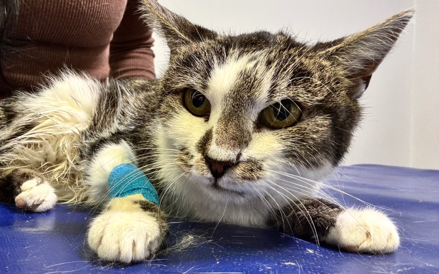 
        Kot z opatrunkiem na łapie, leżący na stole weterynaryjnym.
    