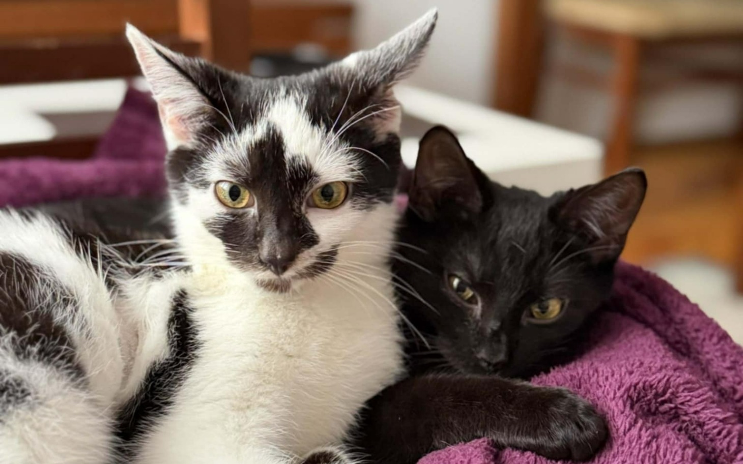 
        Dwa koty leżące razem na poduszce.
    