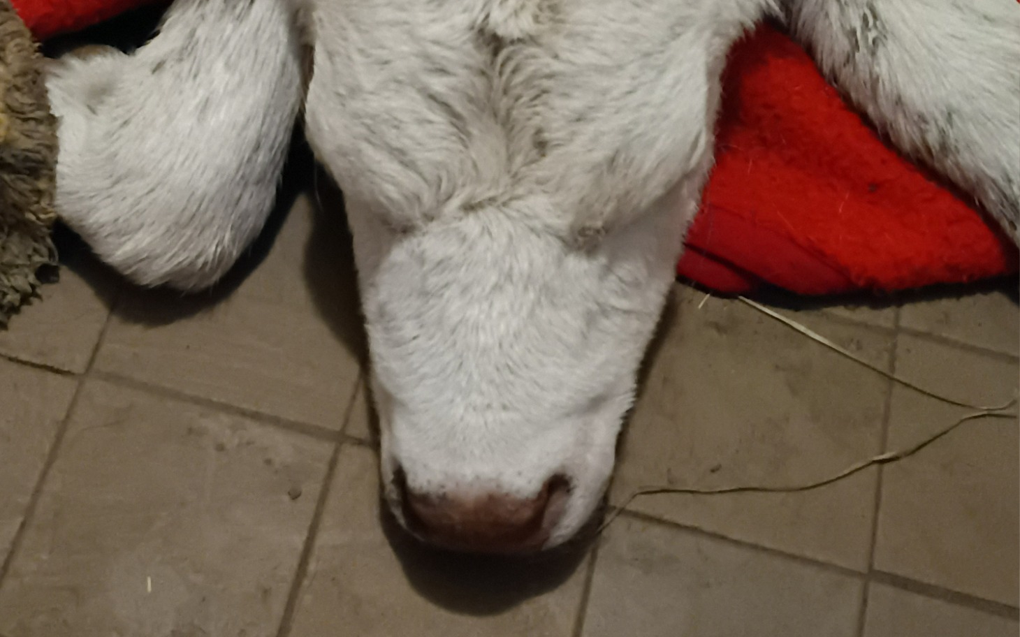 
        Głowa cielęcia leżącego na podłodze.
    