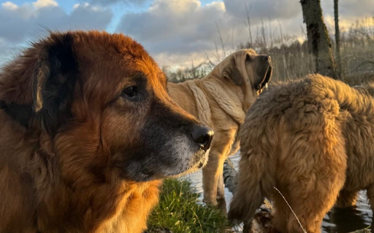 
        Dwa samochody terenowe zaparkowane na drodze w lesie.
    