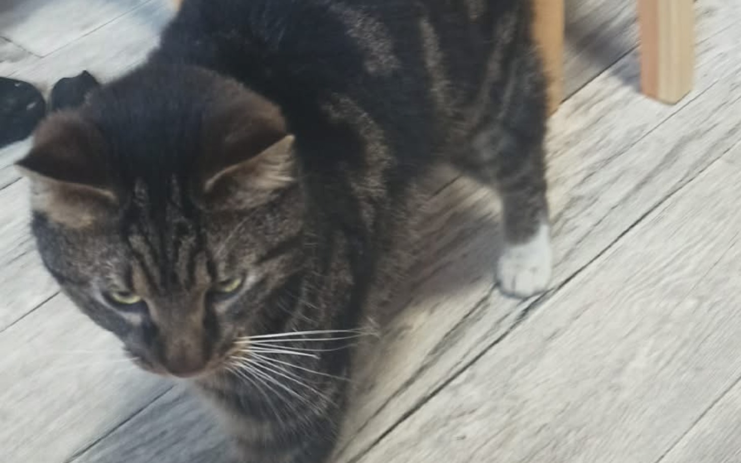 
        Kot w ruchu, z wyraźnymi paskami na futrze.
    