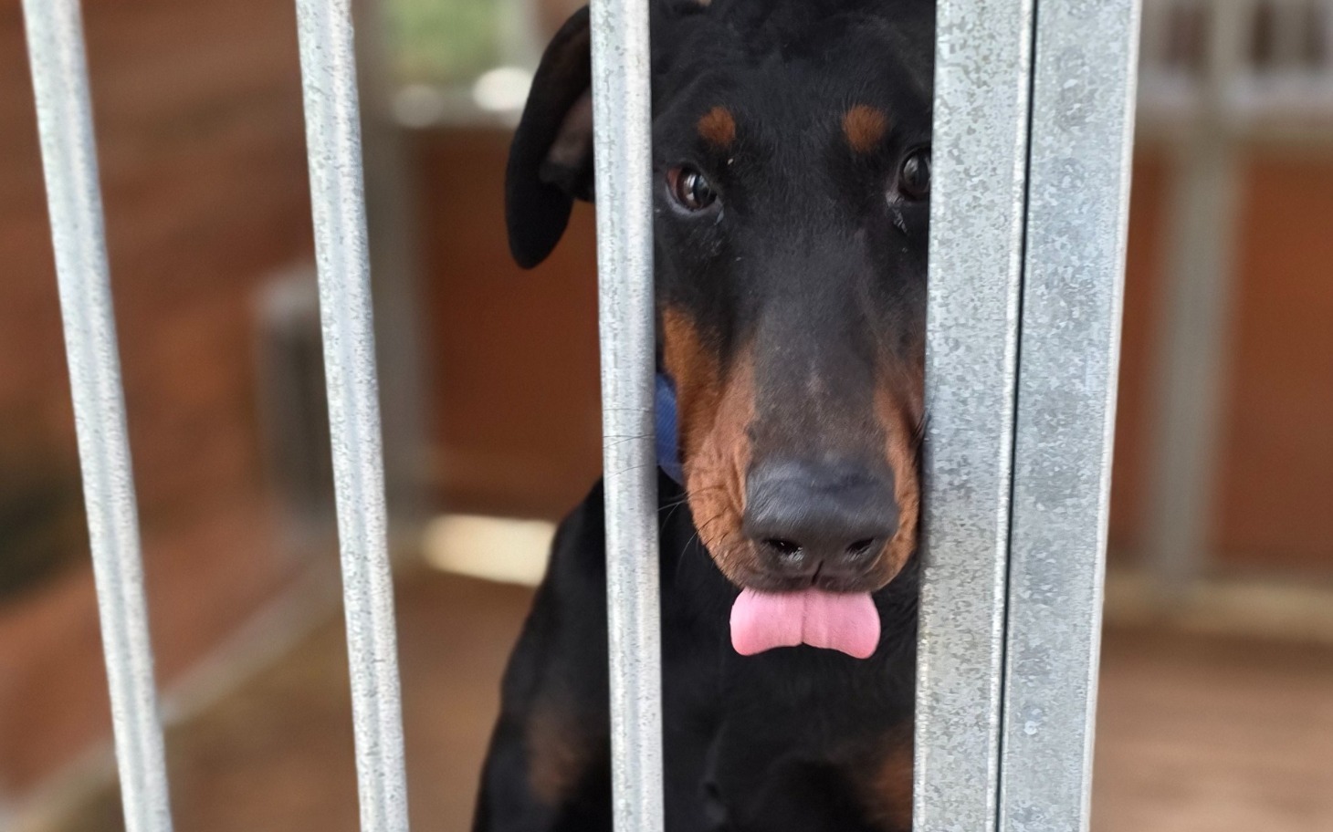 
        Dobrman w klatce, z wystawionym językiem.
    