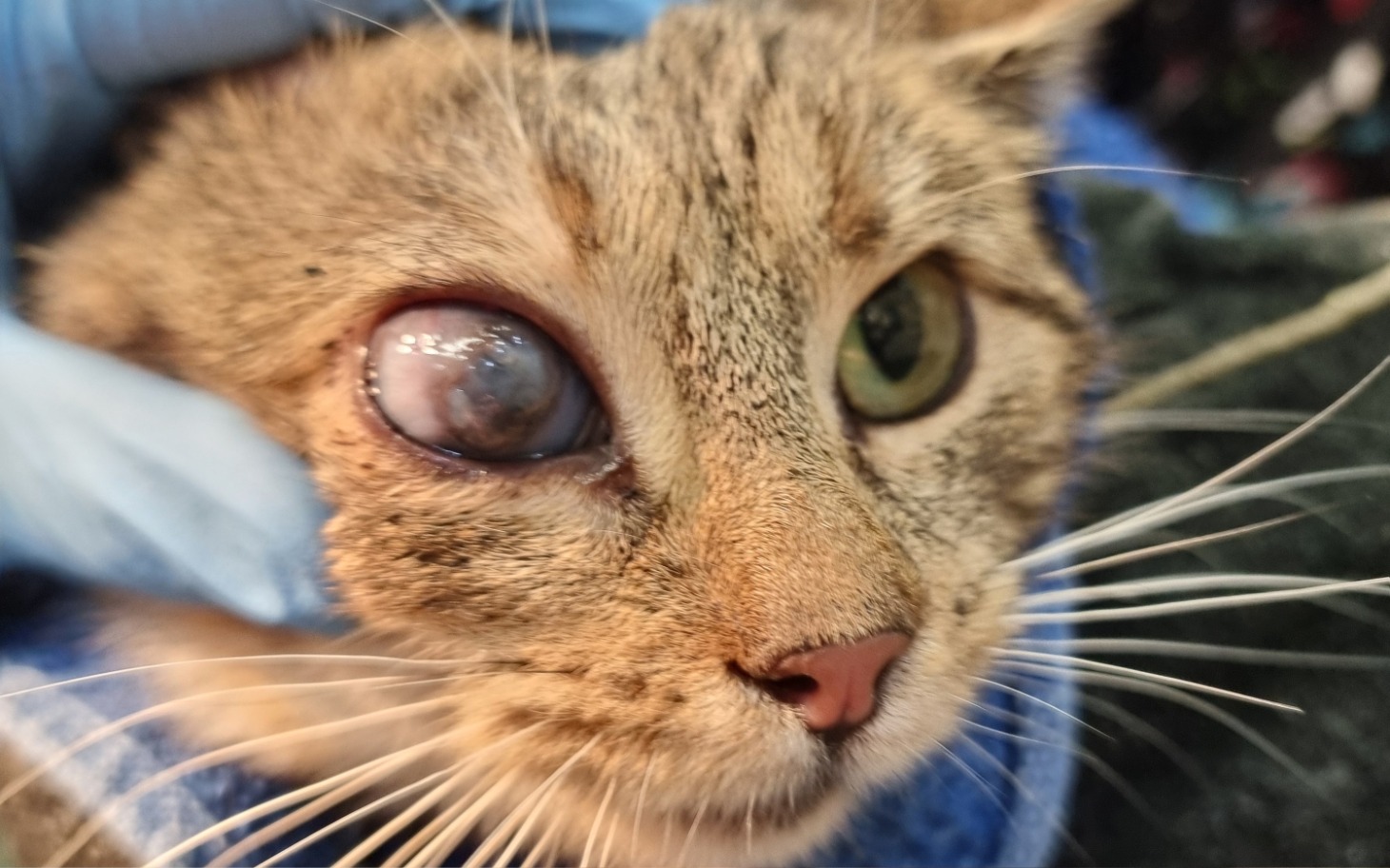 
        Kot z problemem zdrowotnym, potrzebujący pomocy weterynaryjnej.
    