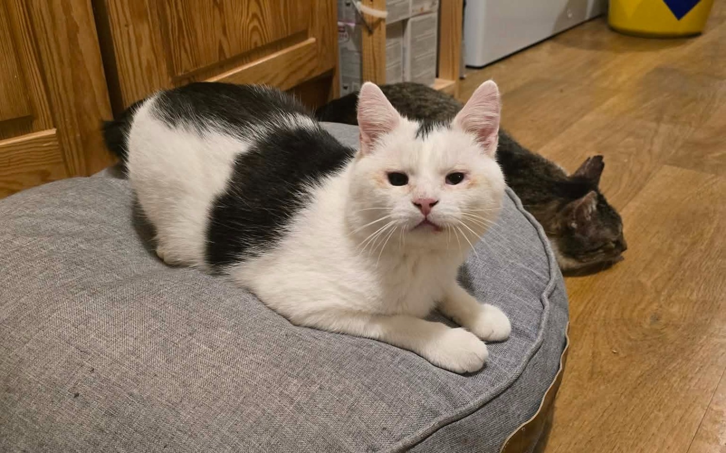 
        Biały kot z czarnymi łatami, leży na poduszce.
    