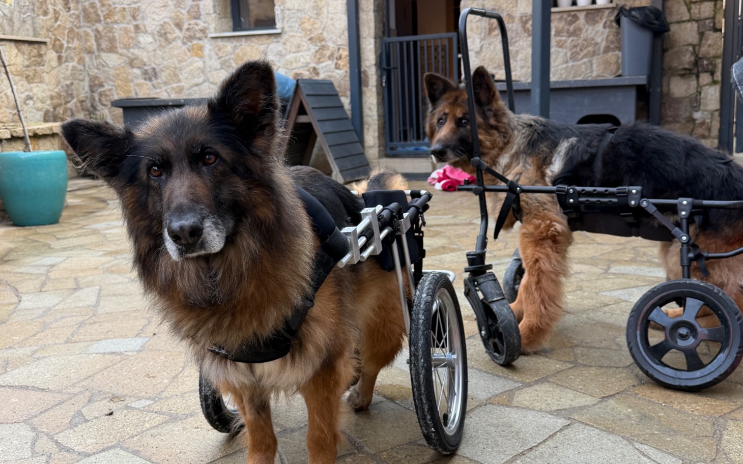 
        Dwa owczarki niemieckie w wózkach, cieszące się słońcem.
    