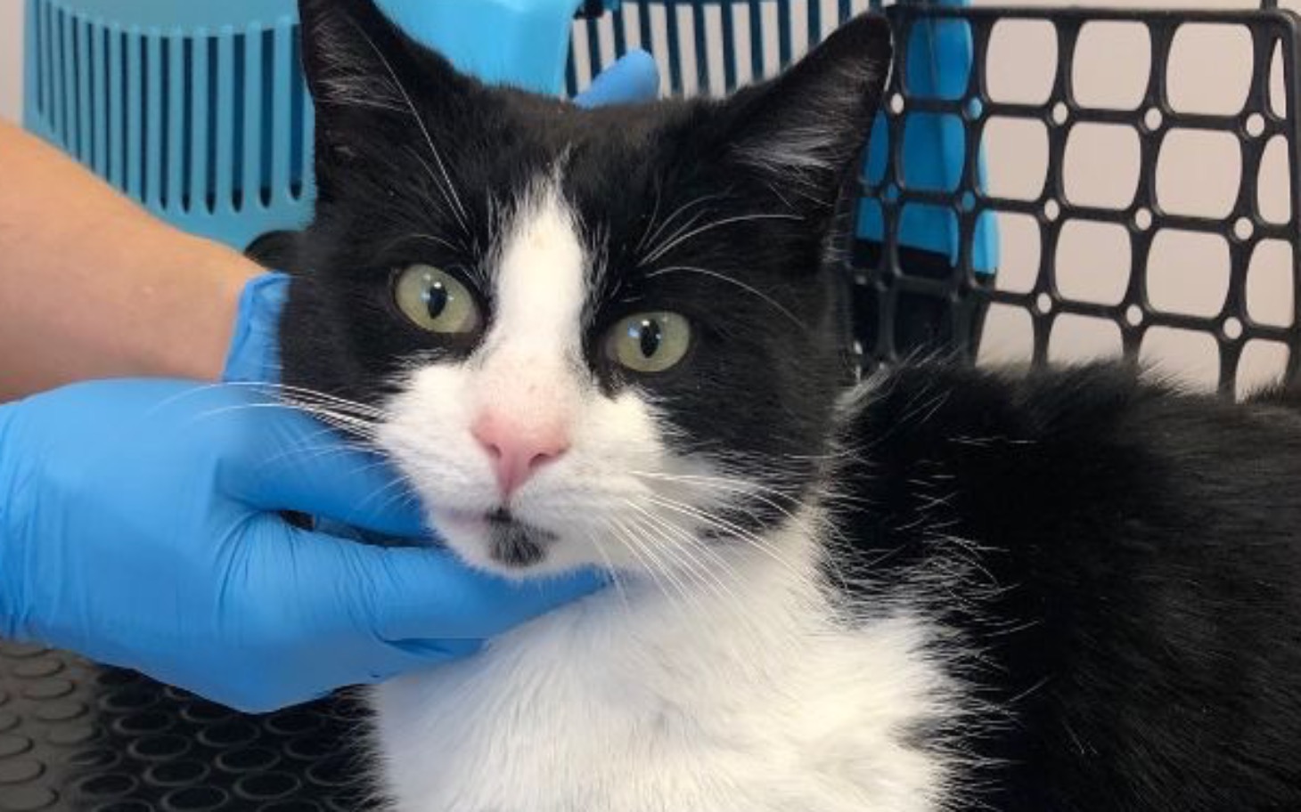 
        Kot w klinice weterynaryjnej, wygląda na zrelaksowanego.
    