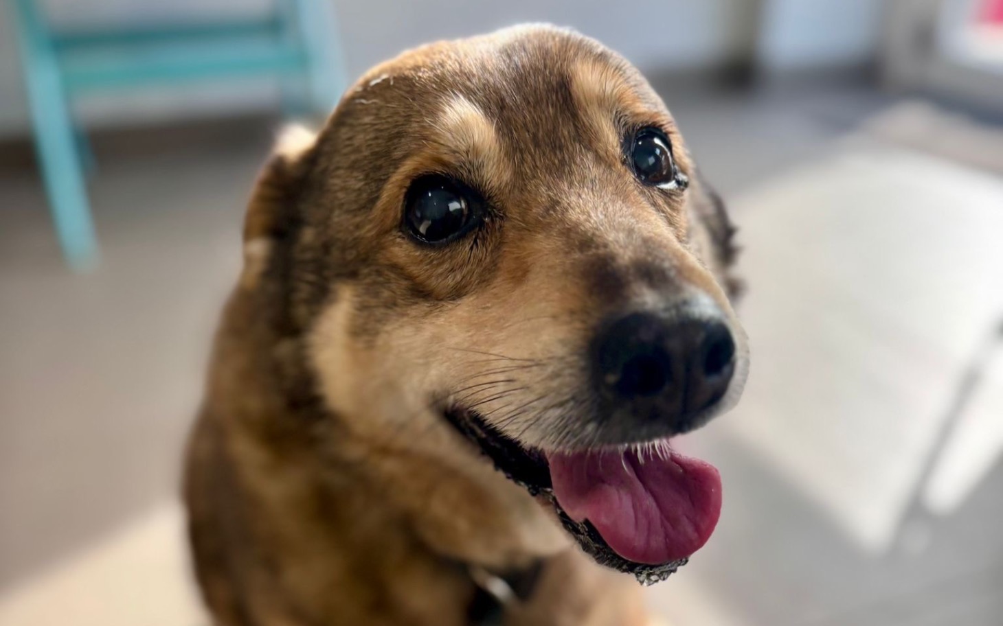 
        Szczęśliwy pies z uśmiechem, patrzy w obiektyw.
    