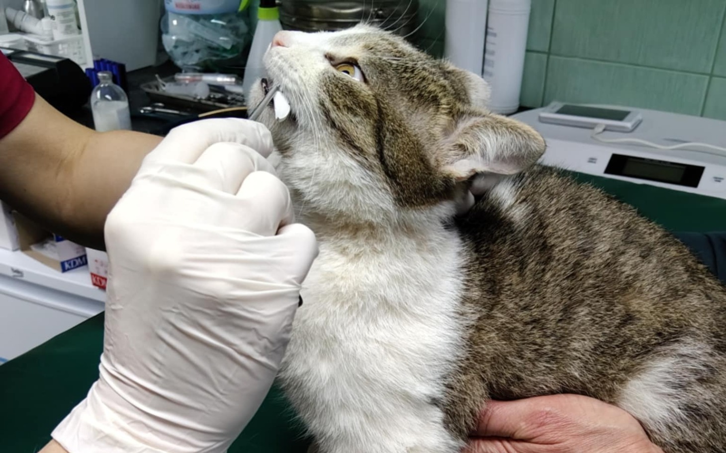 
        Kot podczas wizyty u weterynarza.
    