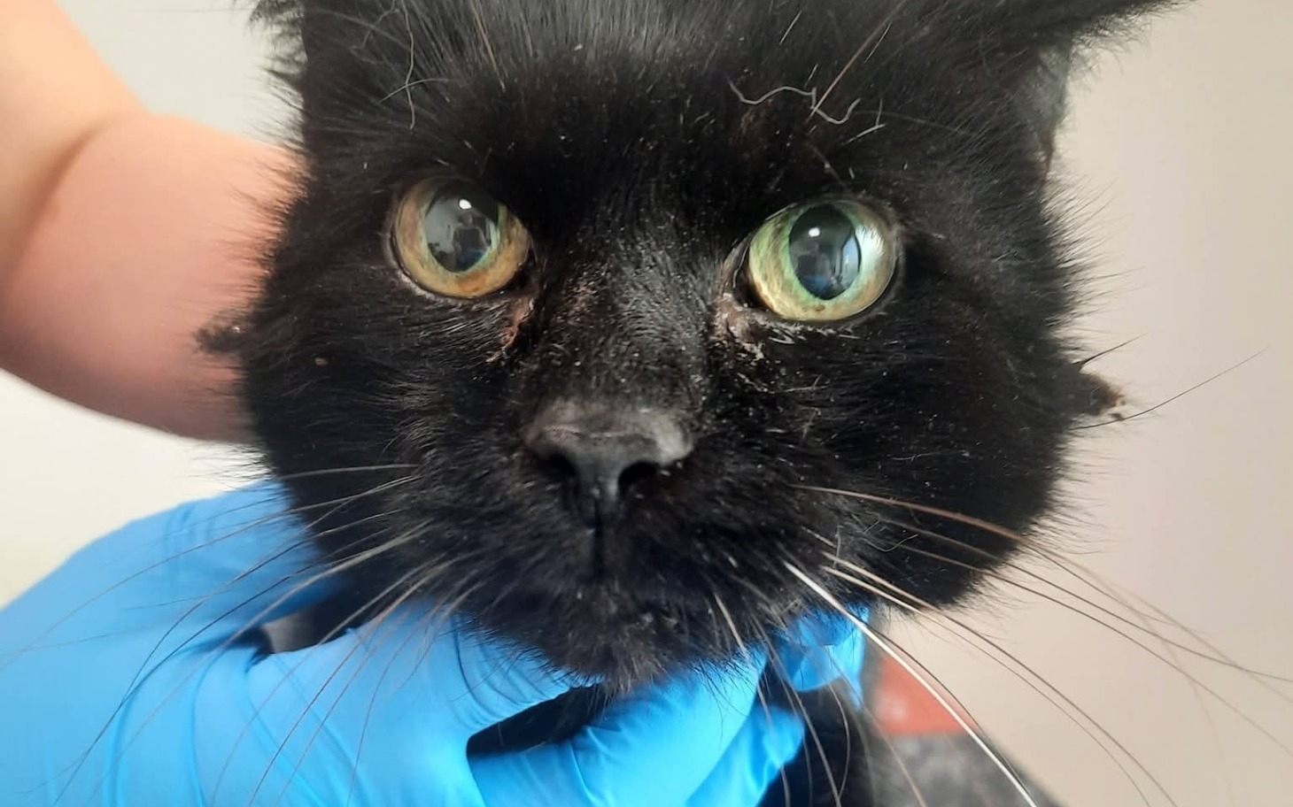 
        Czarny kot z dużymi zielonymi oczami.
    