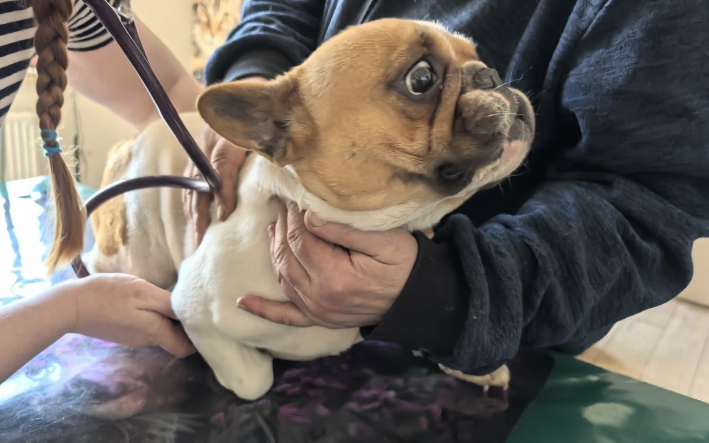 
        Pies rasy buldog francuski, trzymany przez osobę.
    