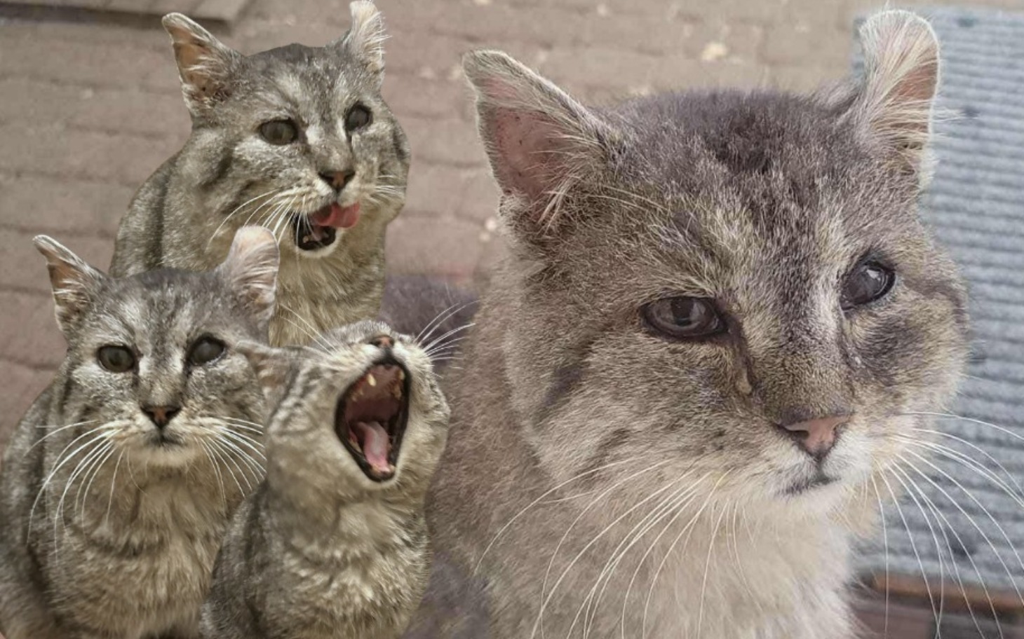 
        Kolaż zdjęć kota w różnych pozach.
    