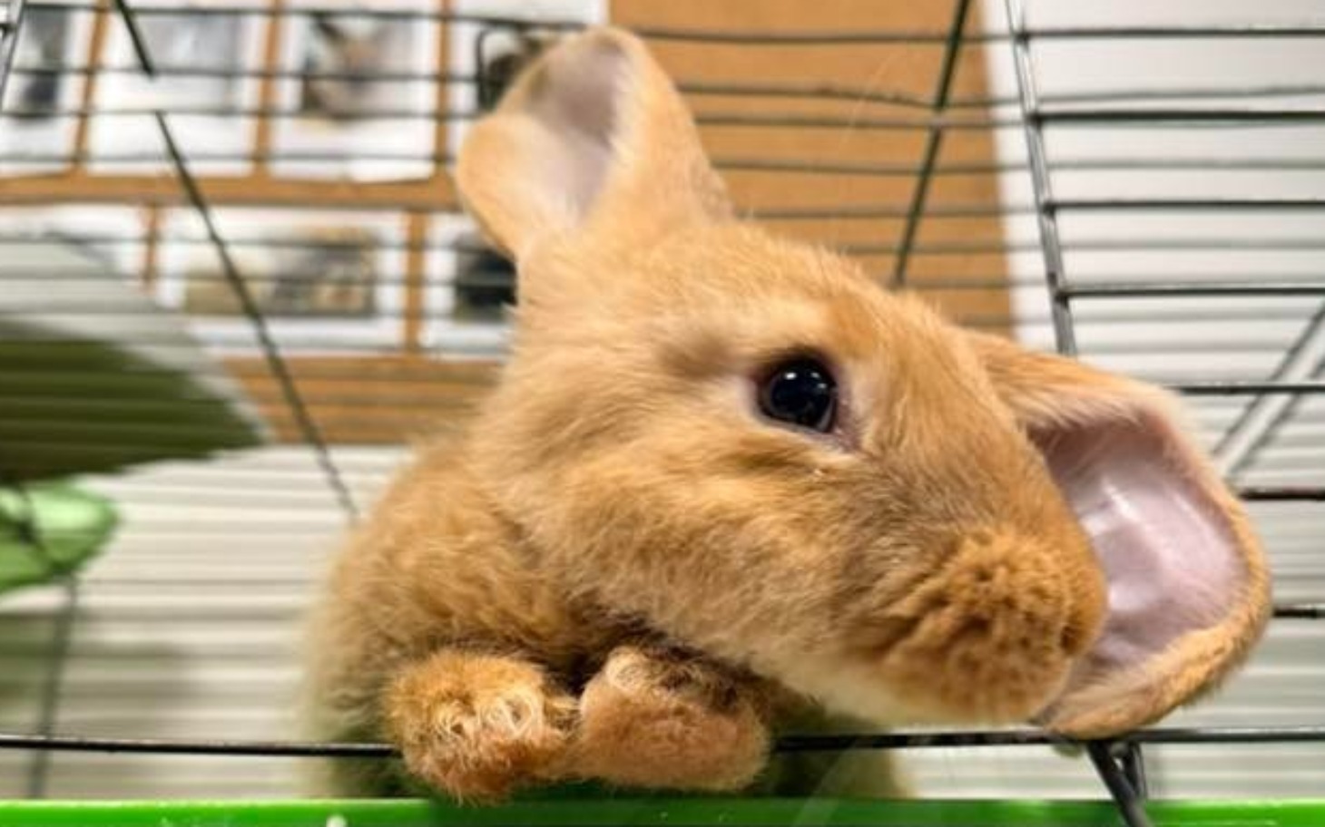 
        Królik w klatce, z wyrazem ciekawości.
    