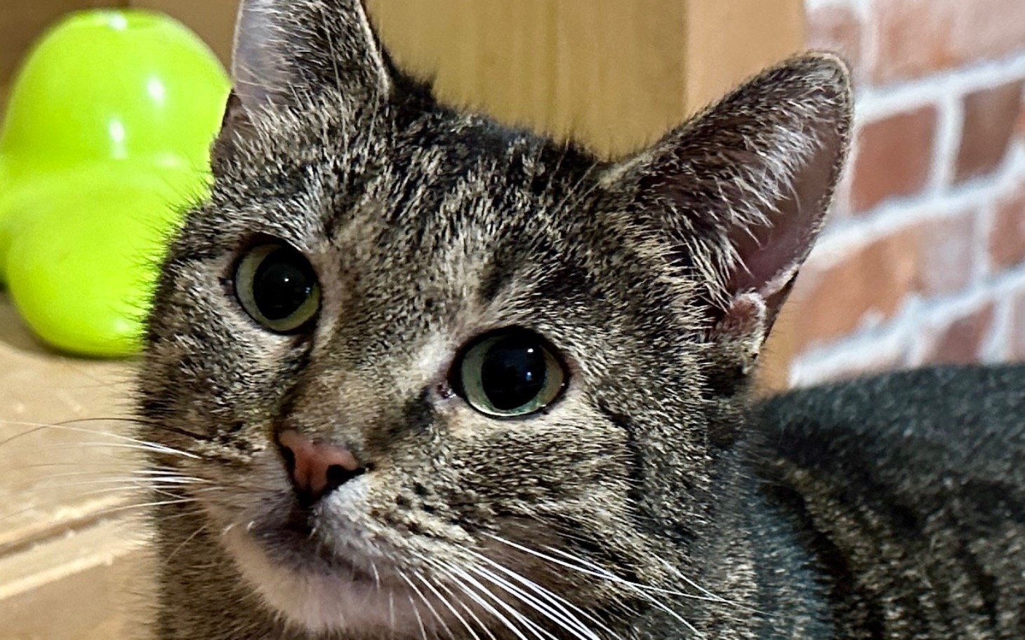 
        Kot o zielonych oczach patrzy w obiektyw.
    