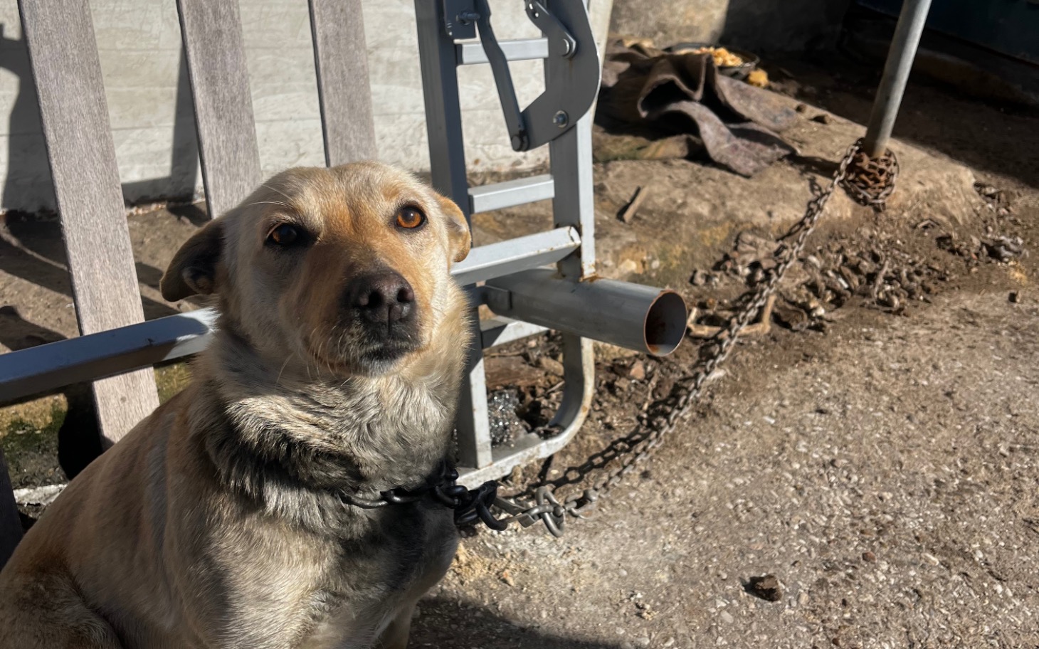
        Pies siedzi przy bramie, wygląda na smutnego.
    