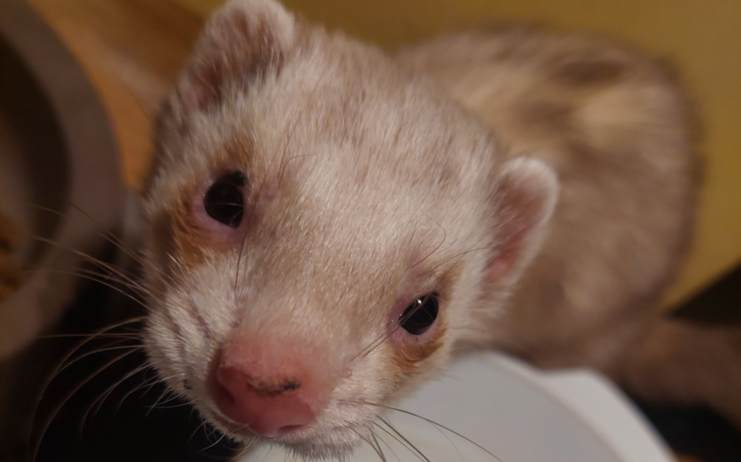 Fretka z bliska, ciekawska i przyjazna.