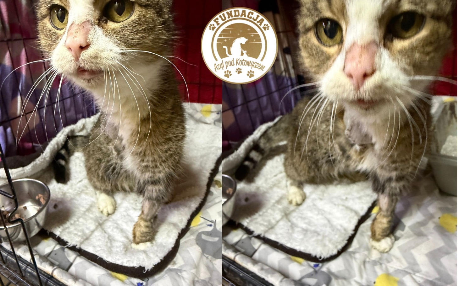 
        Kot z uszkodzoną łapką w schronisku, potrzebuje pomocy.
    