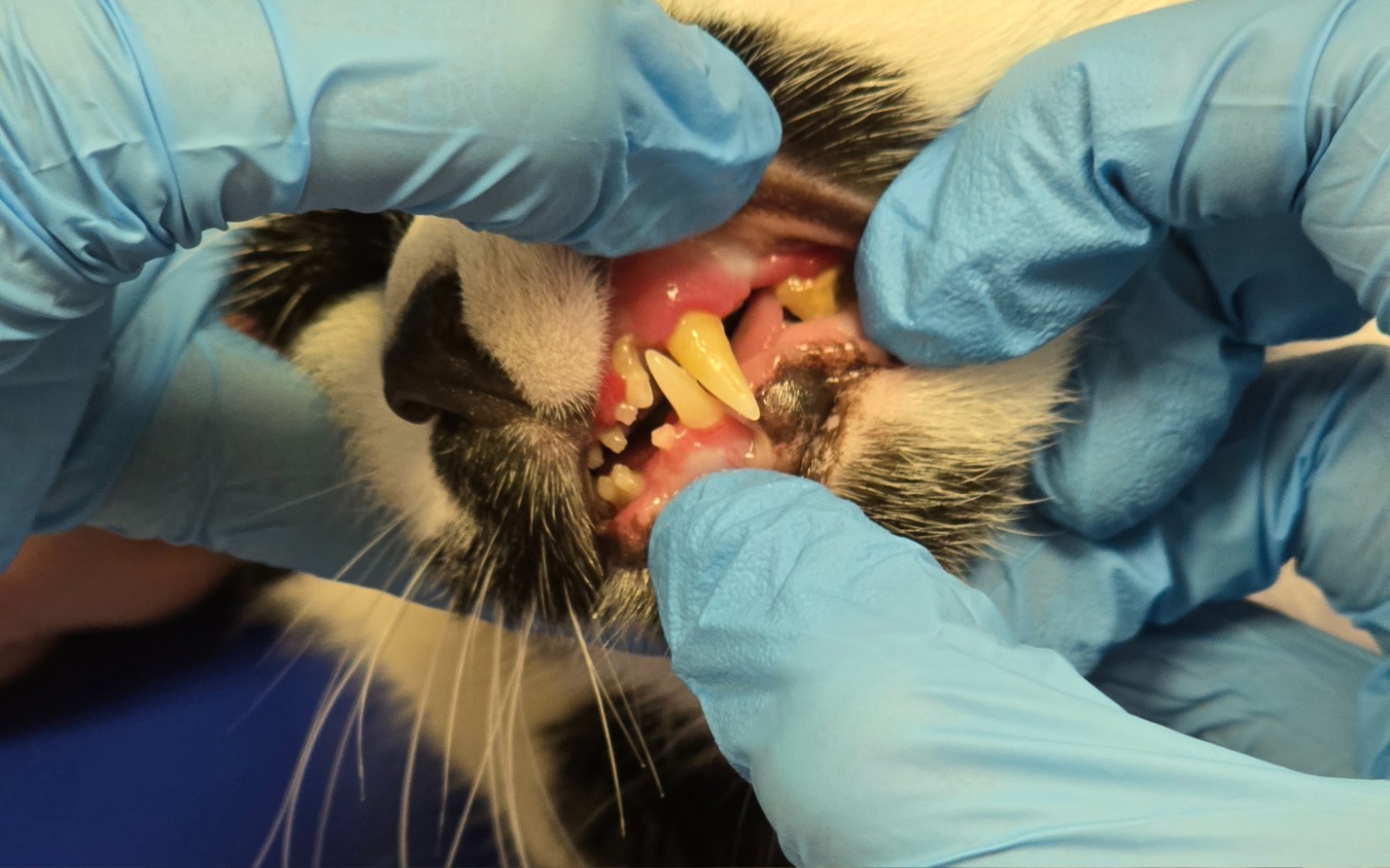 
        Weterynarz bada zęby kota, w rękawiczkach.
    