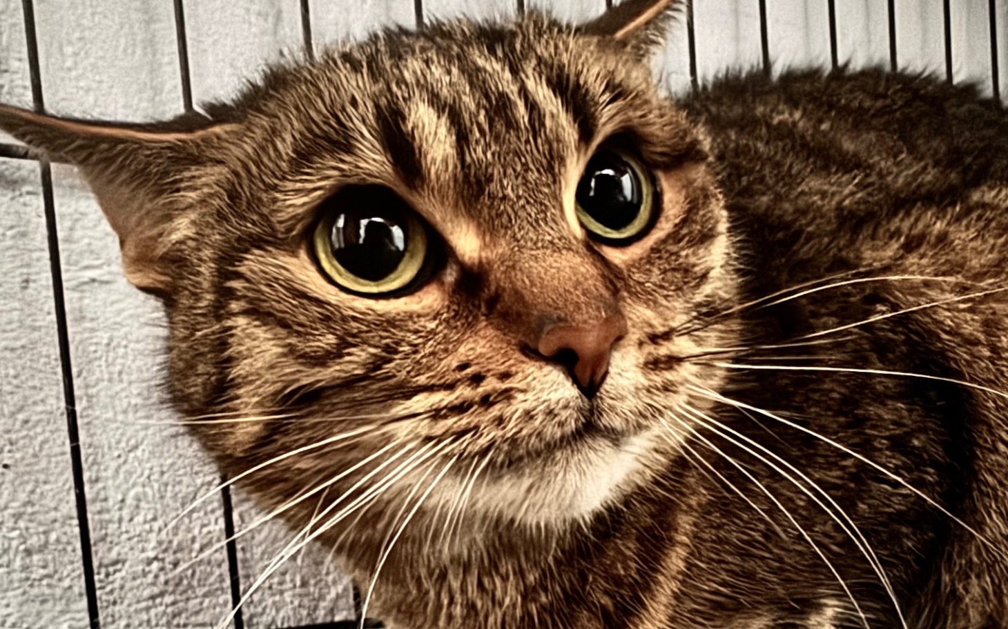 
        Zbliżenie na kota z dużymi oczami.
    