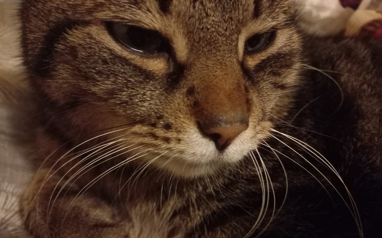 
        Kot leży na poduszce, z wyrazem spokojnej ciekawości.
    