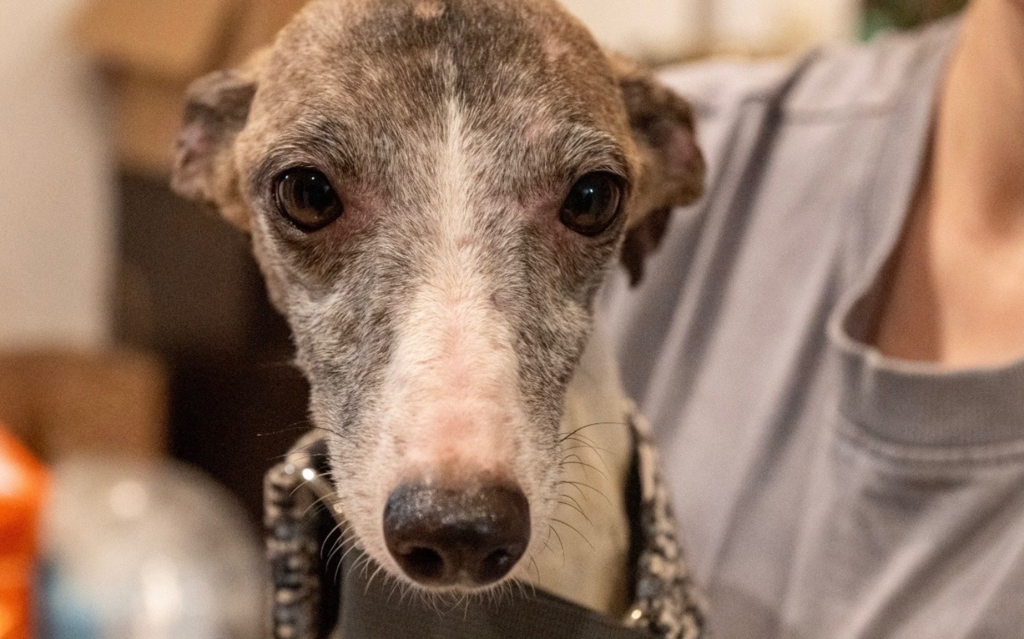 
        Zbliżenie na psa rasy włoska greyhound.
    