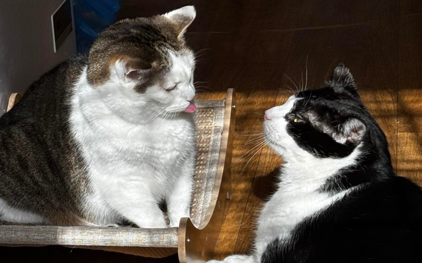 
        Dwa koty patrzące na siebie, jeden z nich pokazuje język.
    