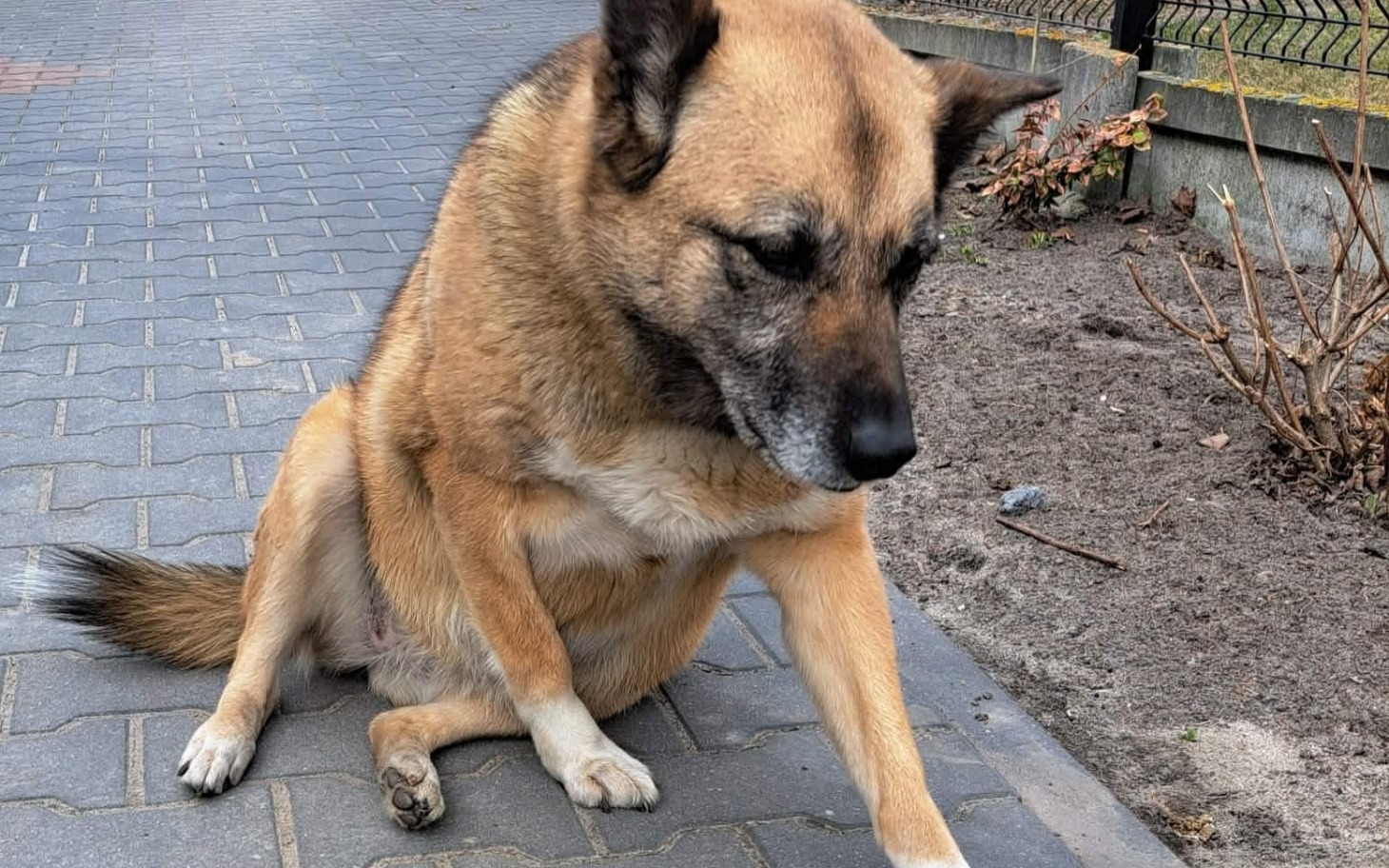 
        Pies siedzący na chodniku, z zamyśloną miną.
    