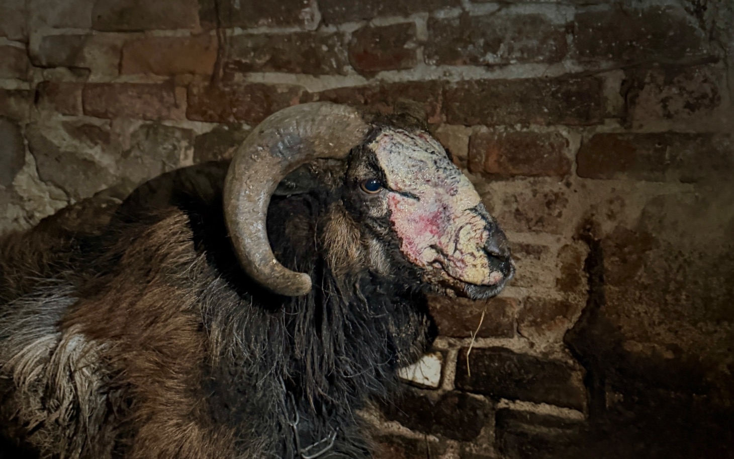 
        Owca z charakterystycznymi rogami w stajni.
    