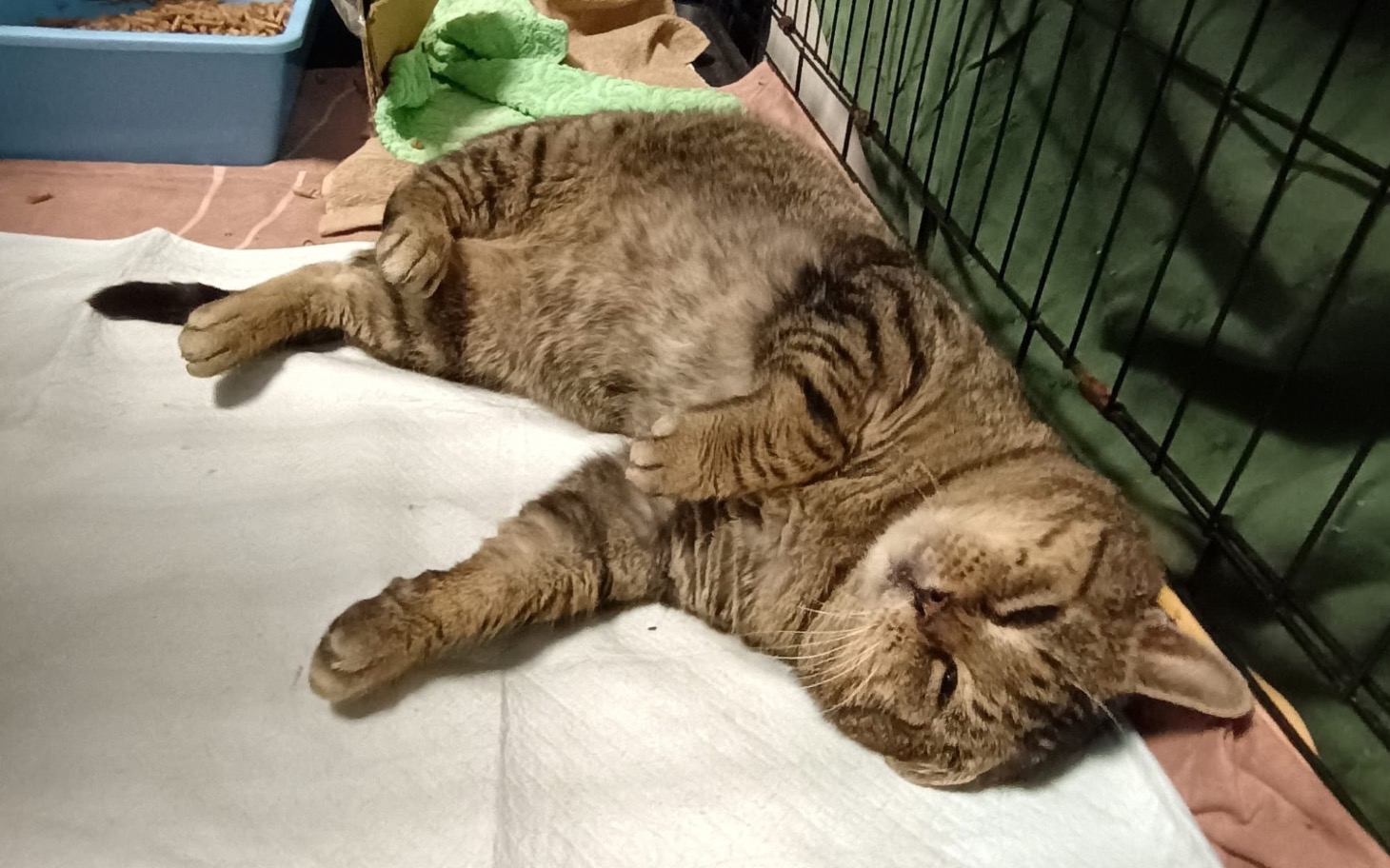 
        Kot leżący na plecach, zrelaksowany.
    