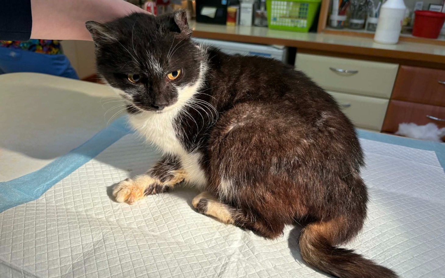 
        Czarny kot z białymi plamami, siedzący na stole.
    