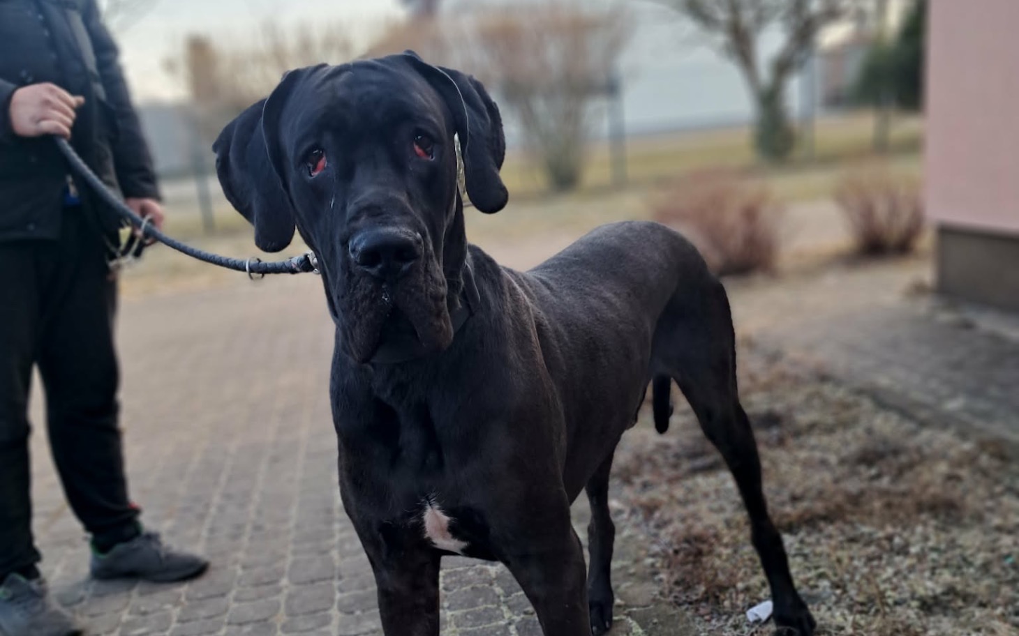 
        Czarny pies rasy Cane Corso na spacerze.
    