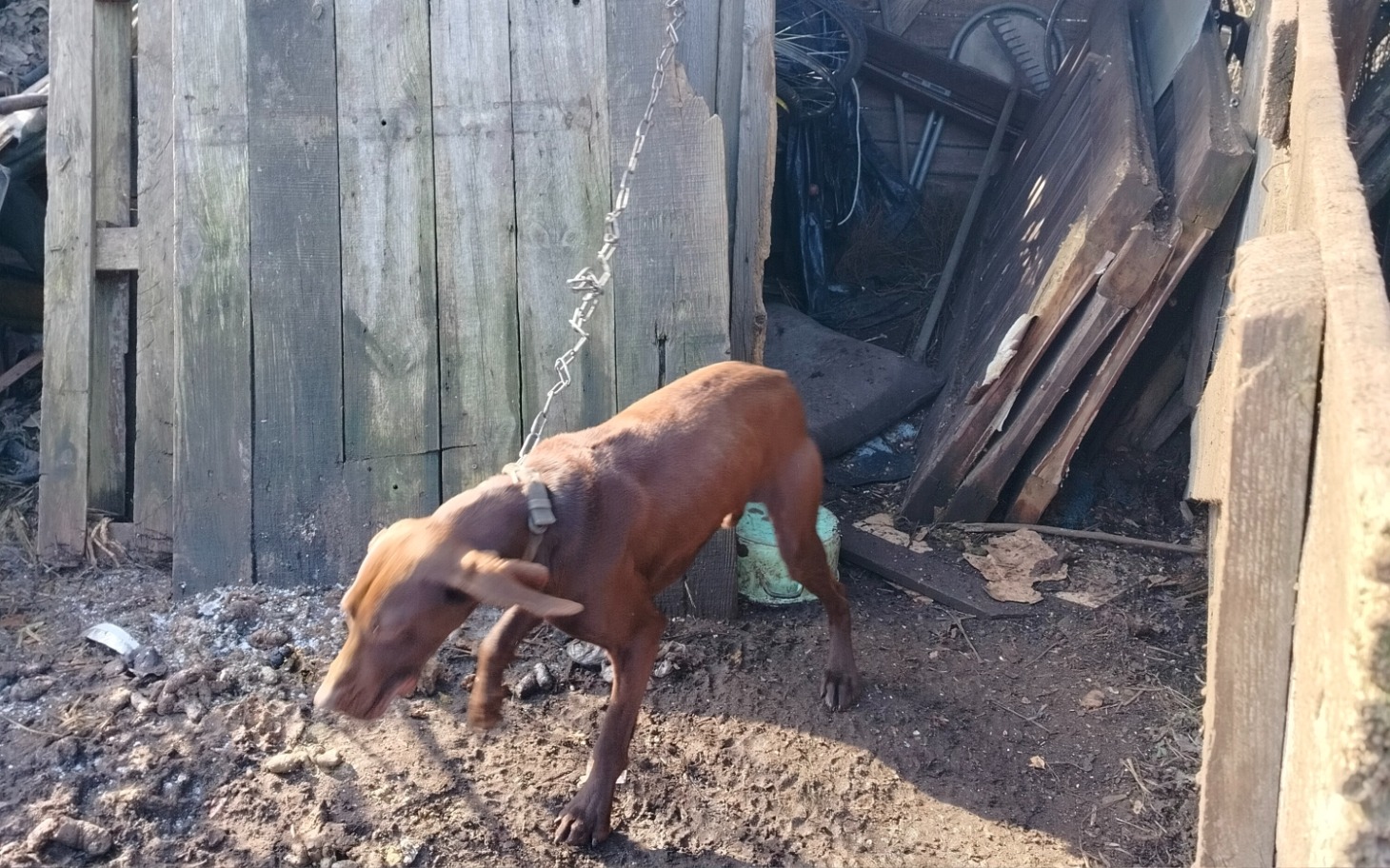 
        Pies na uwięzi w zaroślach.
    